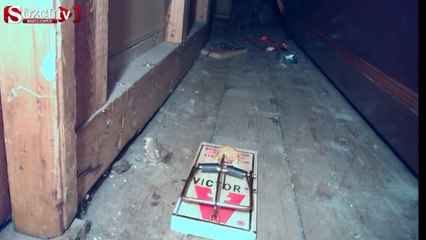 Fare kapanına sincap yakalanırsa...