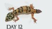 Leopard Gecko Time Lapse Tail Regeneration (Regenerated Leopard Gecko Tail)