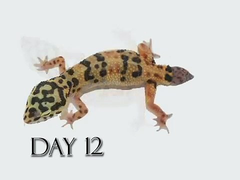 Leopard Gecko Time Lapse Tail Regeneration (Regenerated Leopard Gecko Tail)