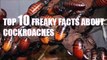7 Creepy Facts About Cockroaches