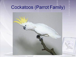 Parrot family aur Cockatoos Dr.Ashraf Sahibzada