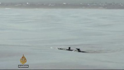 Nursing S Africa's penguins to health again