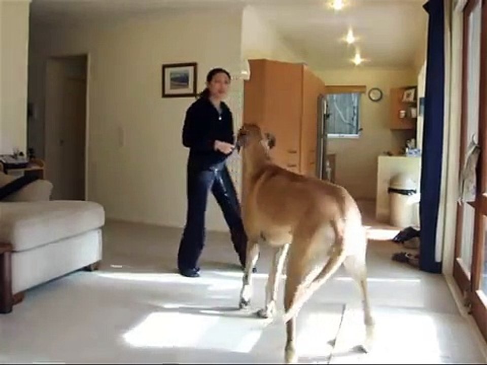 Teaching a dog to Bow - using Clicker Training (by Honey the Great Dane)