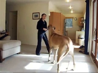 Teaching a dog to Bow - using Clicker Training (by Honey the Great Dane)