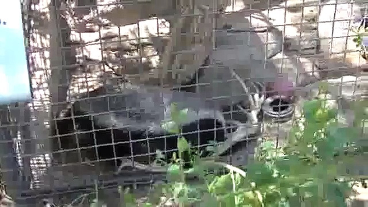 Honey Badger Narrates: The Crazy Nastyass Honey Badgers of Naples, FL