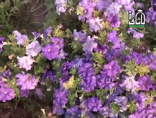Nosho Pak Best Kalaam 2015 (Karam Kamaya Sayian ne) by Hafiz Tayab Husain Noshahi 03234758066