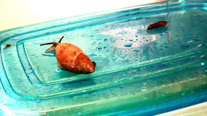 Rosey Wolf Snail Eating Slug