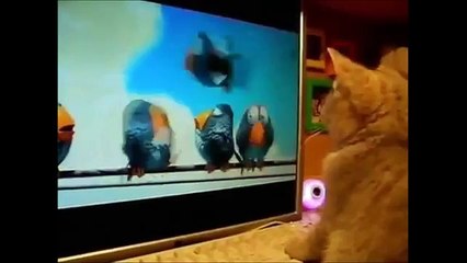 "Cats Funny and Smart" Very Funny !!!