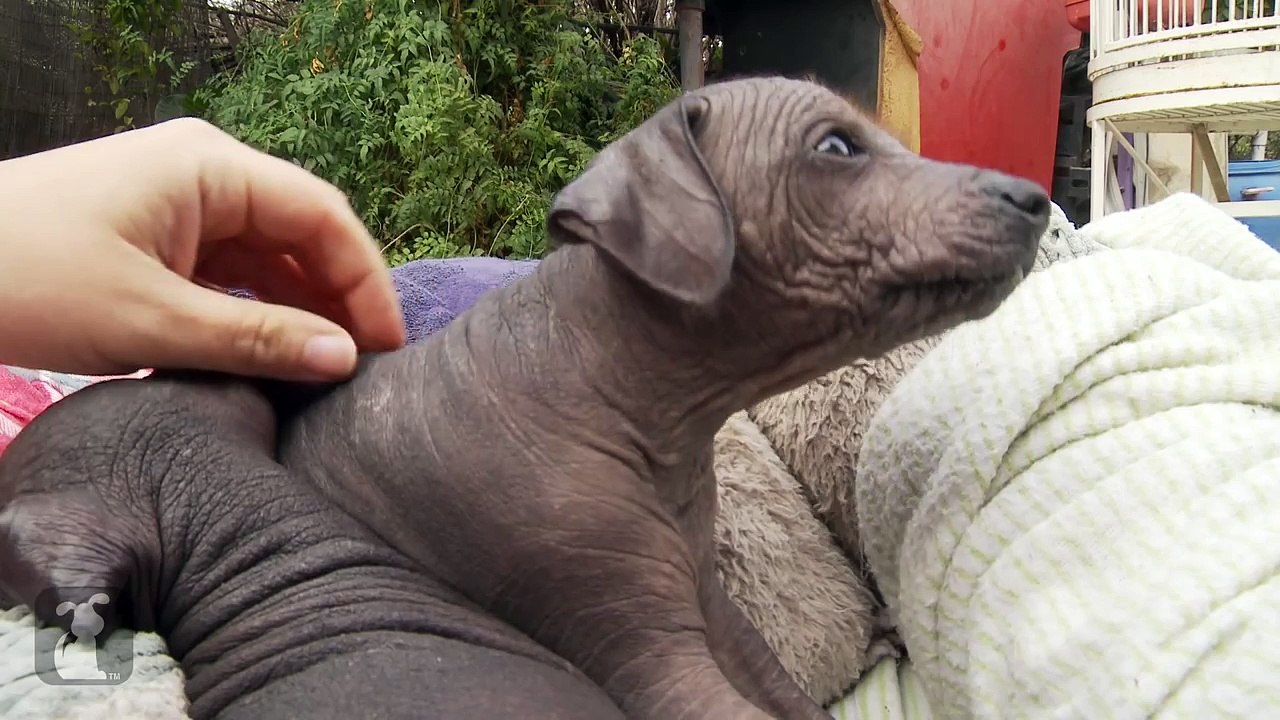 Peruvian Puppy Can't Get Enough Pets