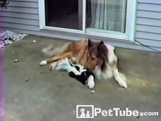 Valentine's Day Pets- PetTube