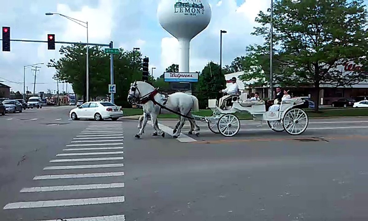 Damn Horse Drivers