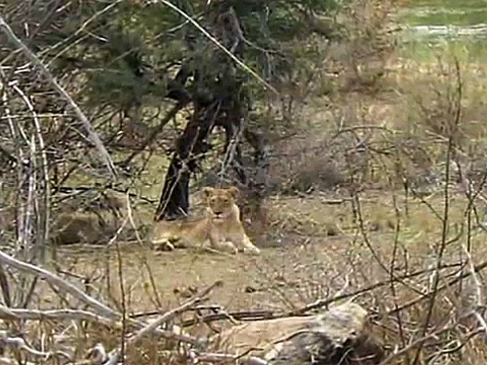 South African Safari - Kruger National Park