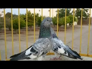 انواع الحمام الباكستاني