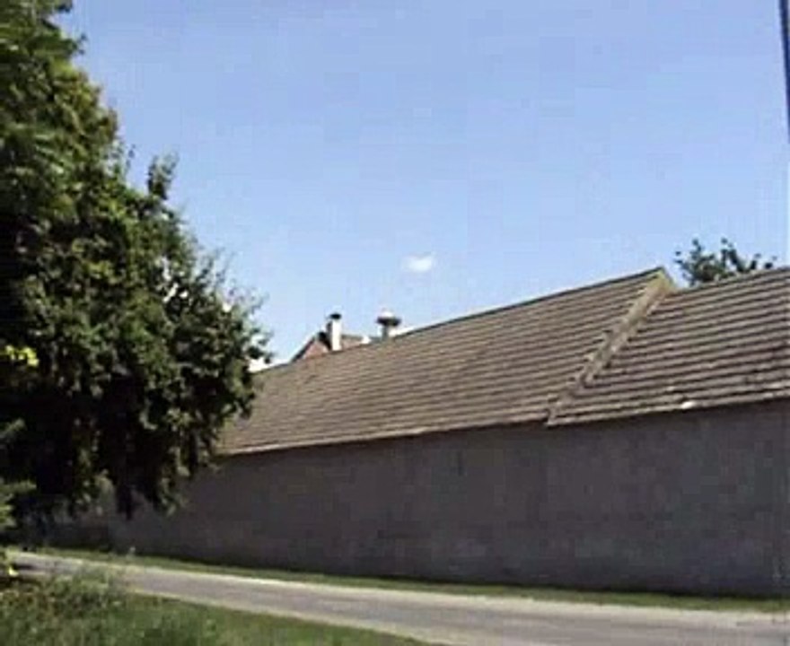 Great Bustard: Birds of Austria