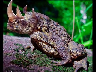 Best Photoshop Animal Hybrids!