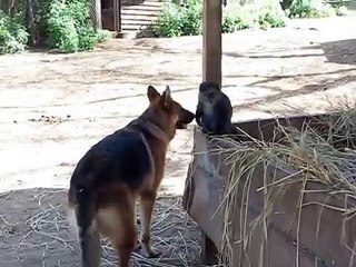 baby monkey plays with dog