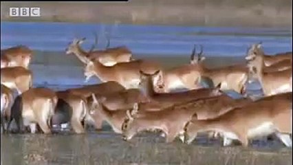 Lions vs antelope - BBC wildlife