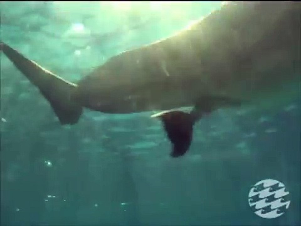 Dolphin Calf Birth