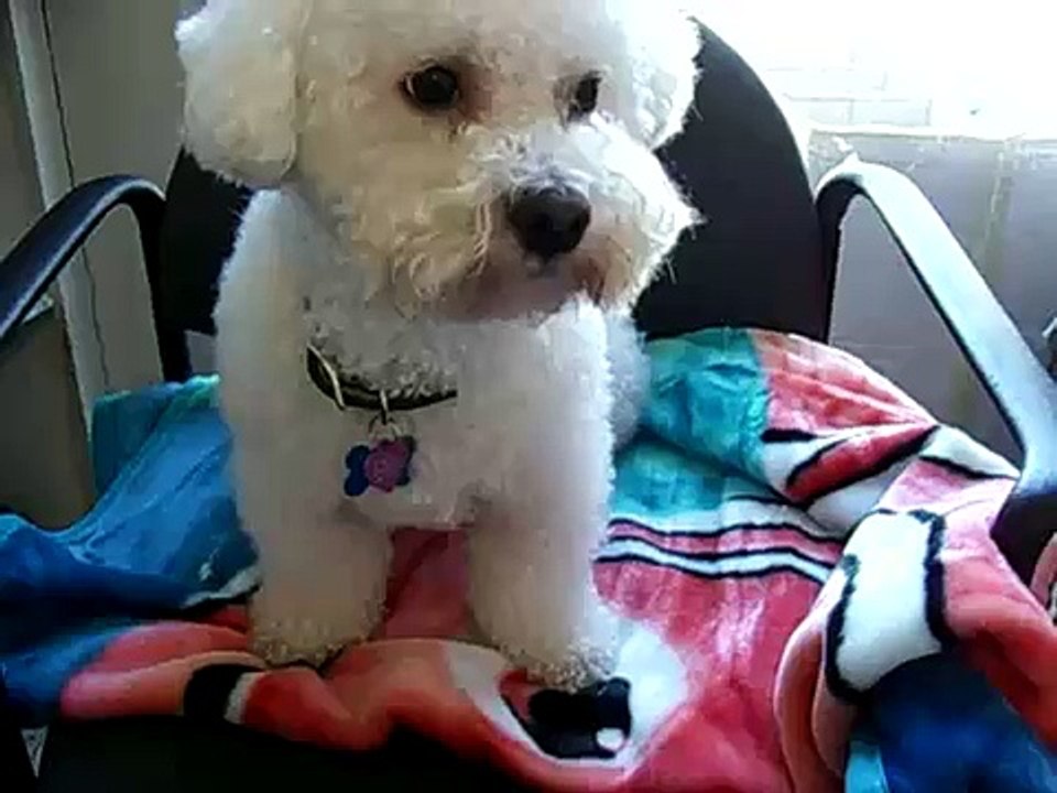 Singing Doggie (Snoop Dog)