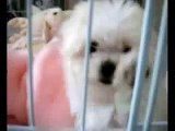 Maltese Puppies | Maltese Dogs | Free Maltese Puppies | Maltese Dog Breeder