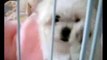 Maltese Puppies | Maltese Dogs | Free Maltese Puppies | Maltese Dog Breeder