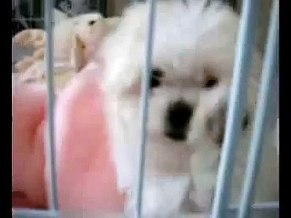 Maltese Puppies | Maltese Dogs | Free Maltese Puppies | Maltese Dog Breeder