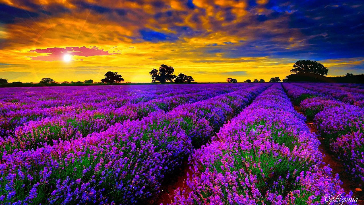 Provence - video (UltraHD) 4K France Dailymotion Amazing in The Lavender Fields,