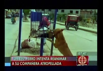 Tumbes: Mira el conmovedor video de un perro reanimando a compañera muerta
