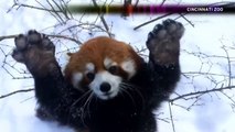 Red Pandas Playing In The Snow Is Your Daily Dose of Cute | NBC News
