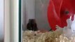 My russian dwarf hamster going crazy