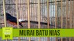 Suara Master Murai Batu Nias Gacor untuk Masteran Burung Murai Batu agar Gacor