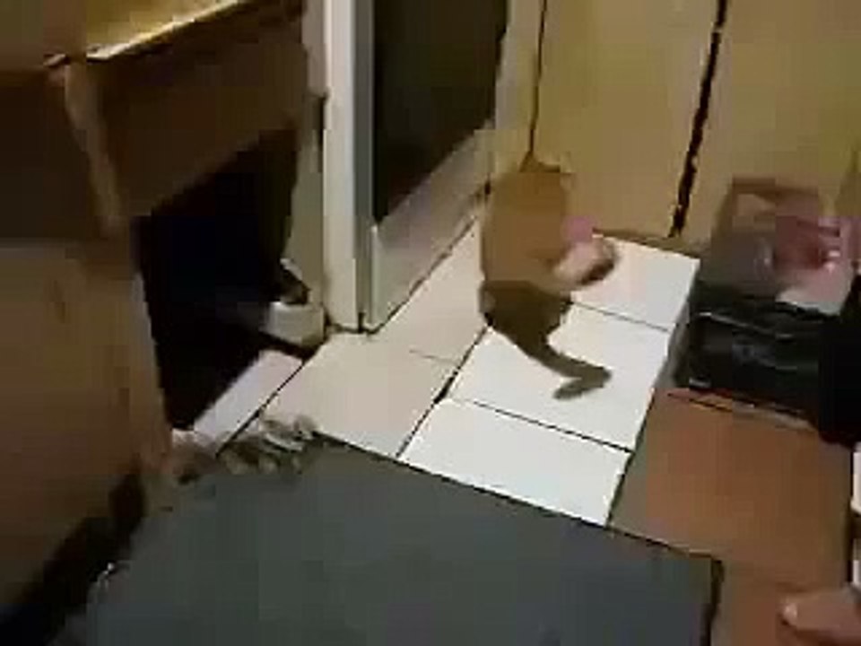 HOT FUNNY - Version Tom cat scared Jerry mouse
