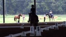 Western Dressage Basic Level Test 1