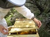 Learning Top Bar Hive Beekeeping - Pests 1/2