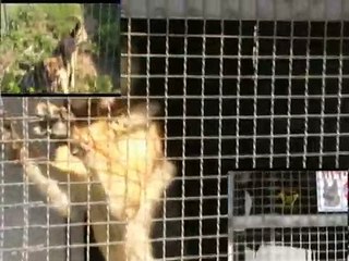 MAGEN A.R.T GUARD DOG - מגן א.ר.ת כלב שמירה