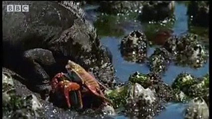 Secret life of Marine Iguanas - Wild South America - BBC wildlife