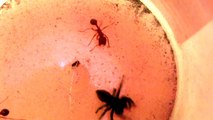 Spider fights 3 ants