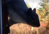 Curious Squirrel Wanders Garden for a Tasty Snack