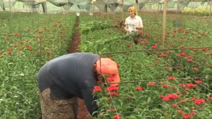 Siyasilerden Seçmenlere 40 Milyon Dal Çiçek