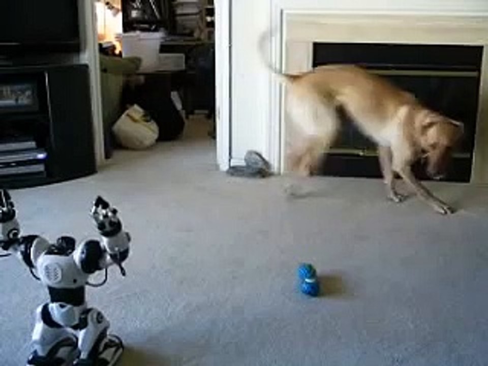 Puppy vs. Robot