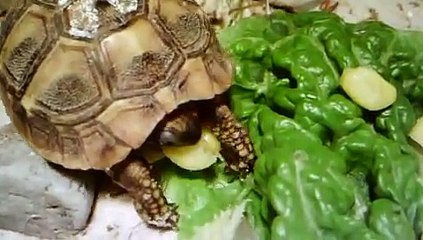 Greek Tortoise No. 98 - Corn Challenge