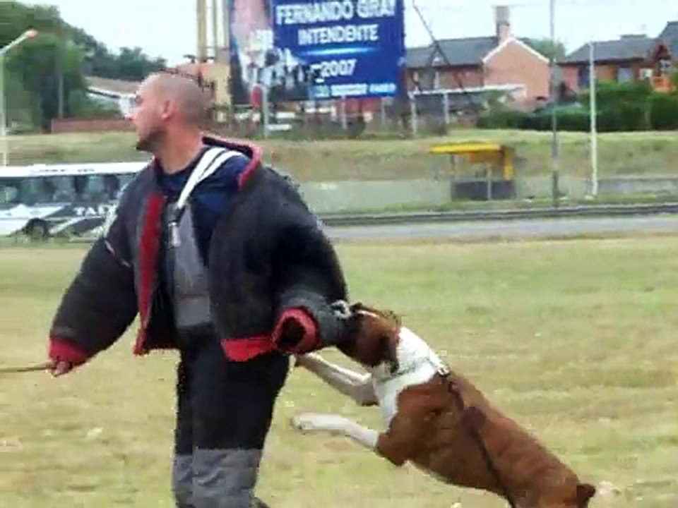 boxer ataque