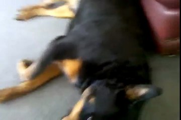 Ever Seen a Ticklish Dog?