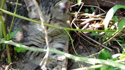 Oskar the Blind Kitten on the Day We Found Him (and fell in love with him)!