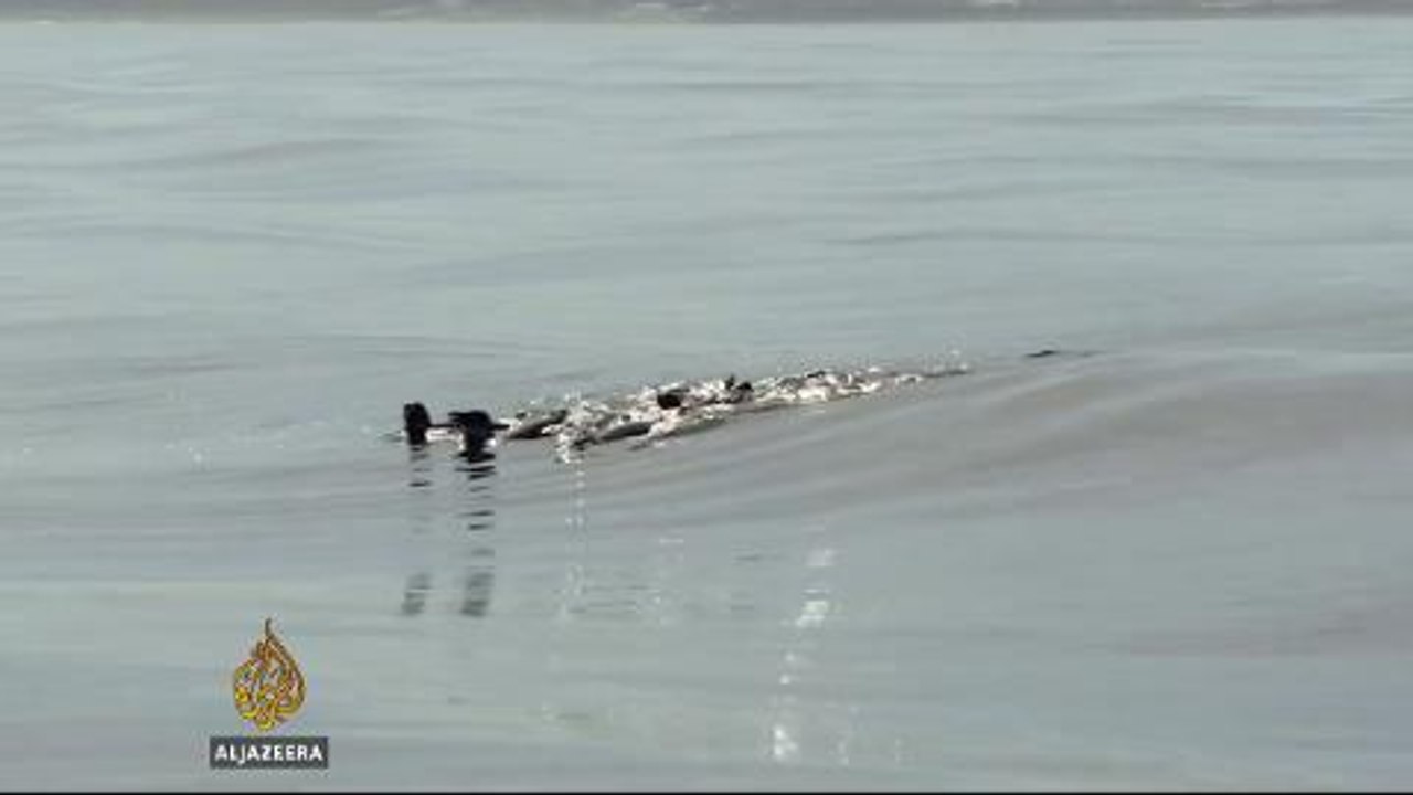 South African conservationists saving African penguins