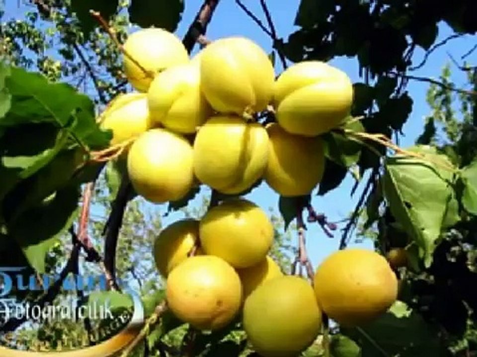 Grup Seyran MALATYA-ware ware memleketim