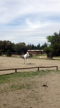 Oxand - CCE Vedène 02-05-15 Pro2 - Dressage