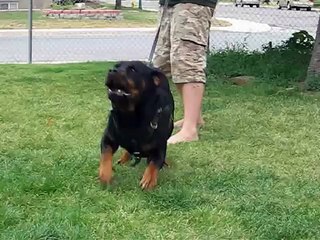 Rocco the Rottweiler- Aggressive alert