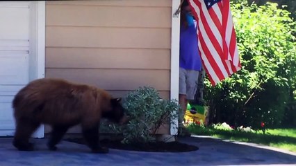 El divertido susto mutuo entre un oso y un hombre