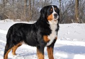 Bernese Dağ Köpeği